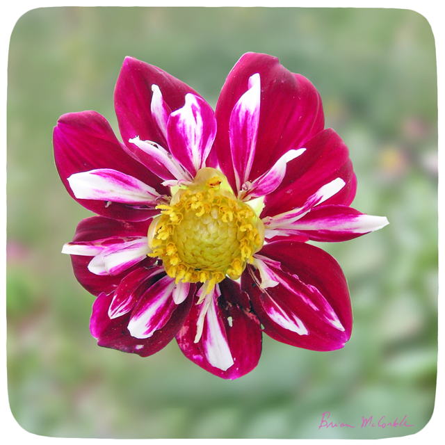 (image for) Hibiscus 3